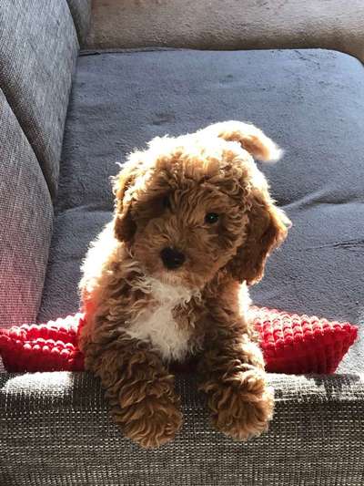 Welpen Bilder !-Beitrag-Bild