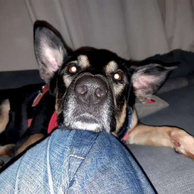 Dogorama Photo Challenge - Hundeblick zum hinschmelzen-Beitrag-Bild