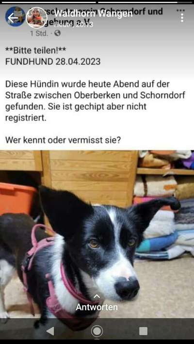 Entlaufene, Gefundene und Vermisste Hunde-Beitrag-Bild
