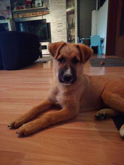 Hundetreffen-Training mit Jumi-Bild