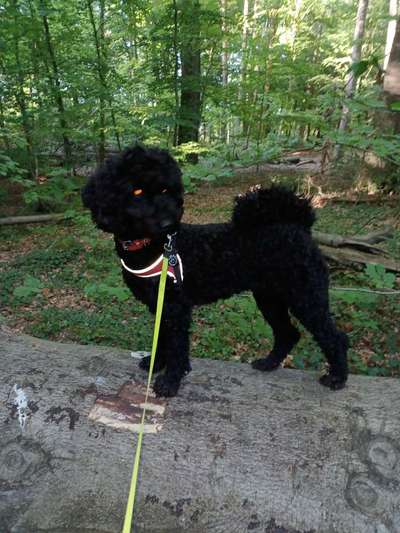 Pudel-Treffen-Beitrag-Bild