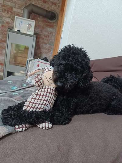 Pudel-Treffen-Beitrag-Bild