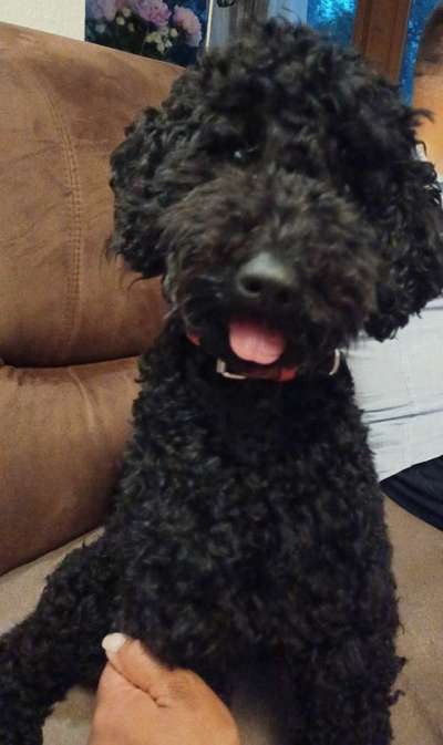 Pudel-Treffen-Beitrag-Bild