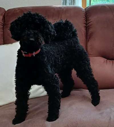 Pudel-Treffen-Beitrag-Bild