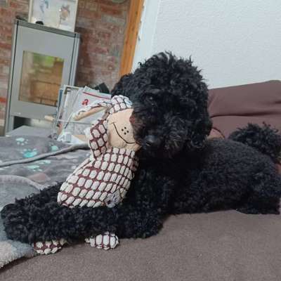 Alles rund um den Pudel-Beitrag-Bild