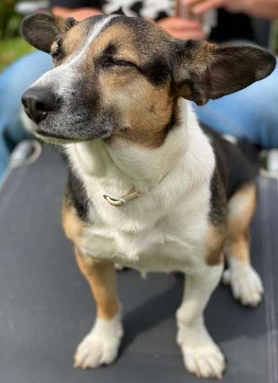 Auslandstierschutz-Beitrag-Bild