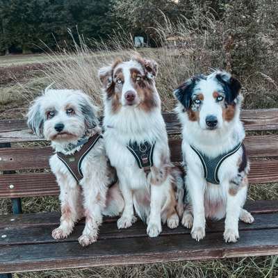 Hundetreffen-Gemeinsamer Spaziergang-Bild