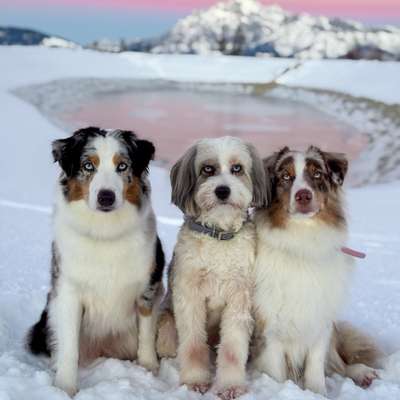 Hundetreffen-Gemeinsamer Spaziergang-Bild