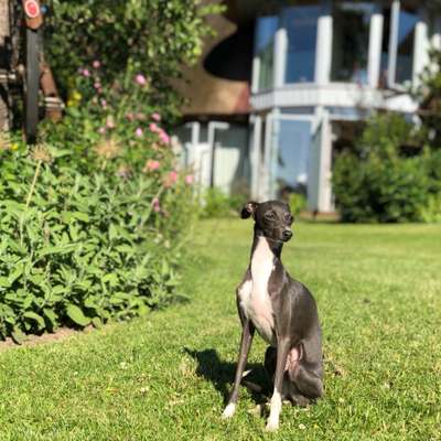 Windhunde - Treffen der besonderen Schönheiten
HERZLICH WILLKOMMEN-Beitrag-Bild