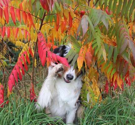 Dogorama Photo Challenge - Versteckspiel-Beitrag-Bild