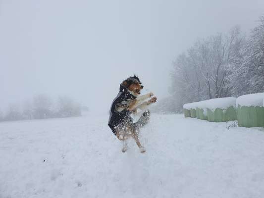 Schönsten Schnee Videos/Bilder-Beitrag-Bild