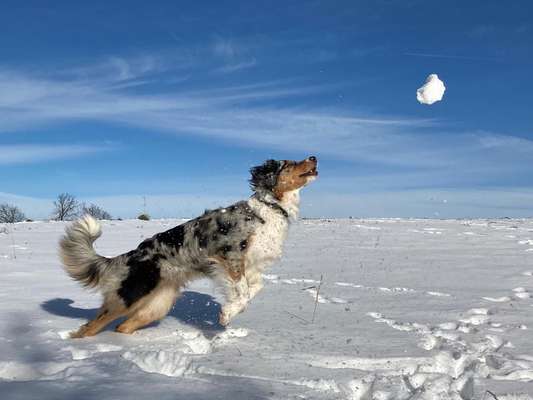 Die Dogorama Kalender Challenge Teil 2/4-Beitrag-Bild