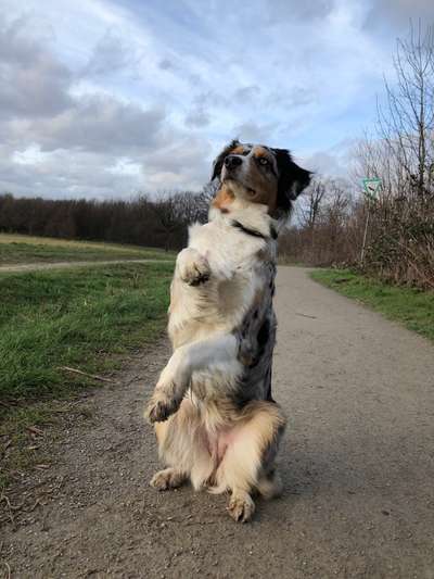 Dogorama Blog Challenge: Hundetricks-Beitrag-Bild