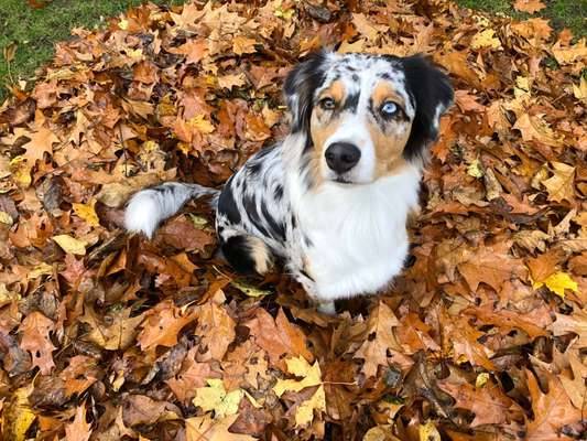 Welche Hunderasse-Beitrag-Bild