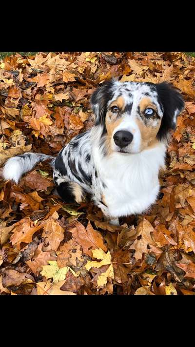 Die Dogorama Kalender Challenge Teil 1/4-Beitrag-Bild