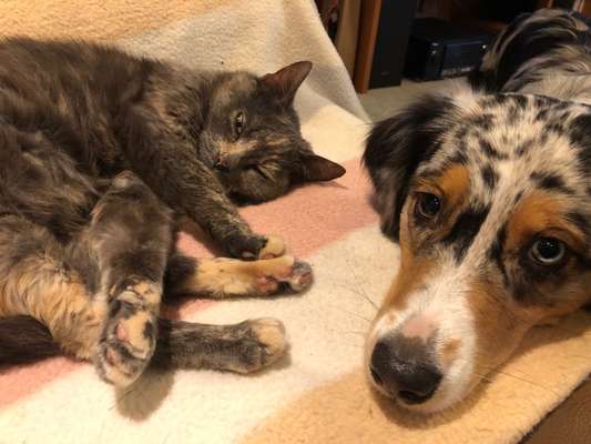 Hund und Katz Momente-Beitrag-Bild