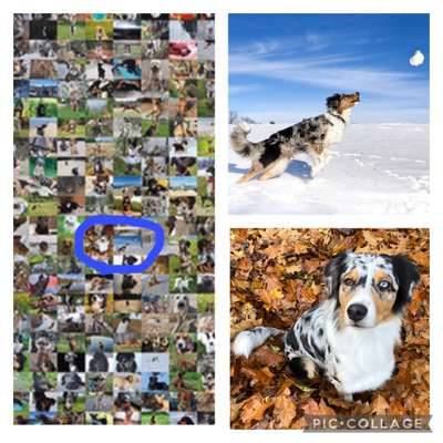 Zeig deinen Hund in der Kalender-Collage-Beitrag-Bild