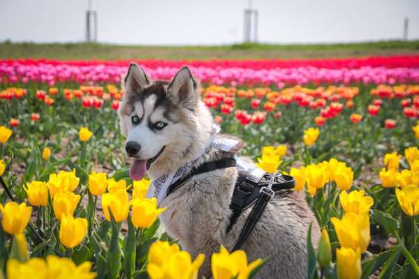 Husky-Beitrag-Bild