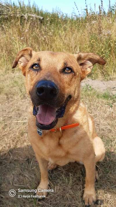 Zeigt mir die tollste Nahaufnahme von eurer Fellnase-Beitrag-Bild