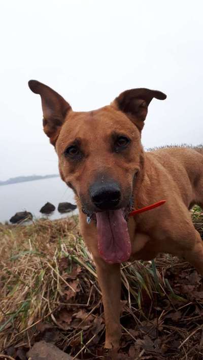 Hund wird alt-Beitrag-Bild