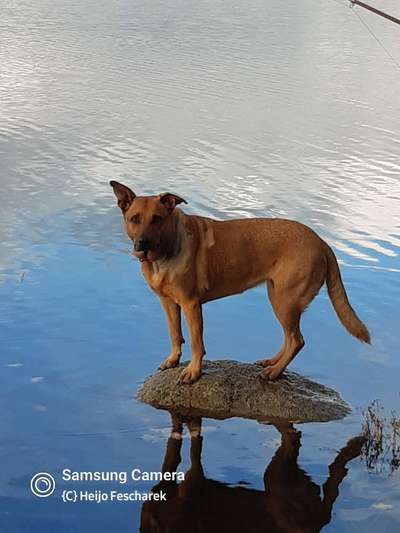 Erfahrung mit älteren Hunden-Beitrag-Bild