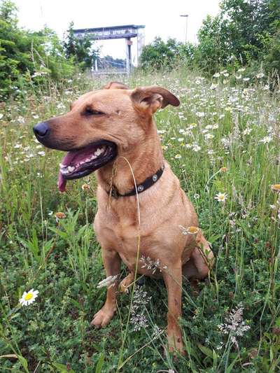 Mischlingshunde Foto Aufruf-Beitrag-Bild