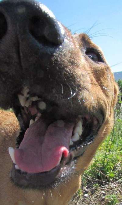 Zeigt mir die tollste Nahaufnahme von eurer Fellnase-Beitrag-Bild