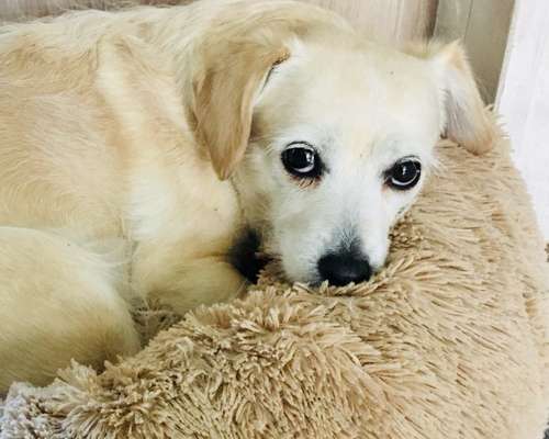 Dogorama Photo Challenge - Hundeblick zum hinschmelzen-Beitrag-Bild