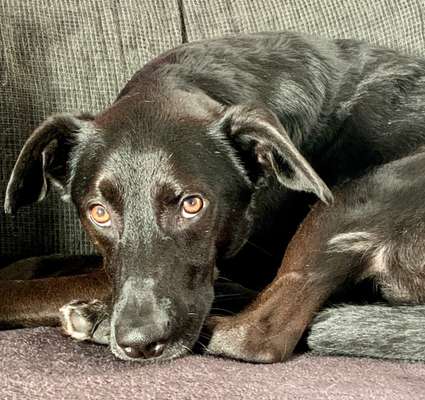 Dogorama Photo Challenge - Hundeblick zum hinschmelzen-Beitrag-Bild