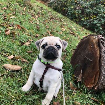 Hundetreffen-Welpentreffen-Bild