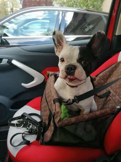 Zeigt her eure Frenchi-Beitrag-Bild