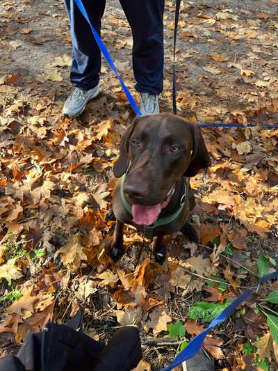 Hundetreffen-Mimi möchte gern andere Hunde treffen-Bild