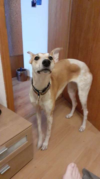 Dogorama Photo Challenge - Hundeblick zum hinschmelzen-Beitrag-Bild