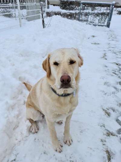 Labradorfans-Beitrag-Bild