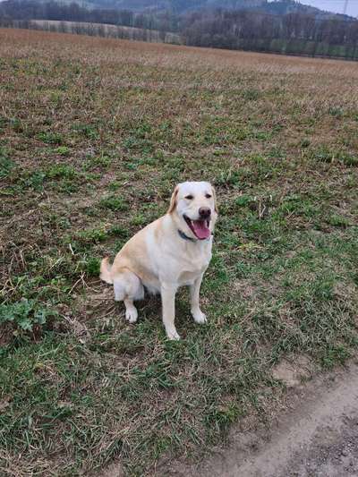 Labradorfans-Beitrag-Bild