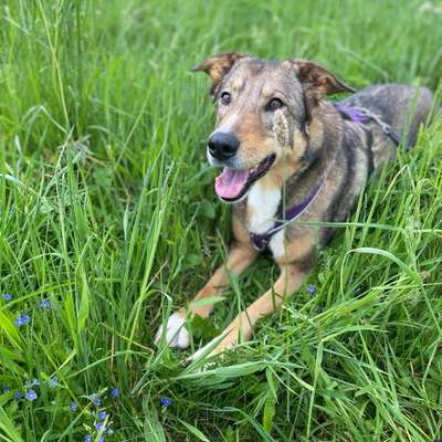 Hundetreffen-Hundetreff / SocialWalk/ Spielrunde-Bild