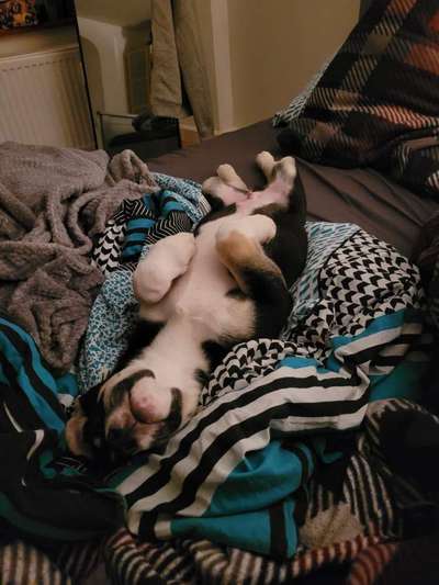 Welpen Bilder !-Beitrag-Bild