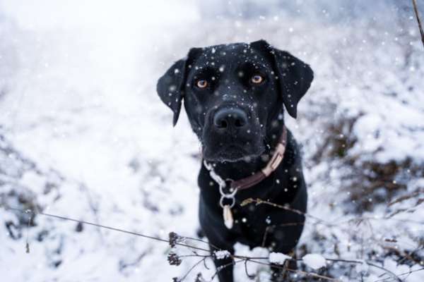 Online Challenges für Hunde-Beitrag-Bild