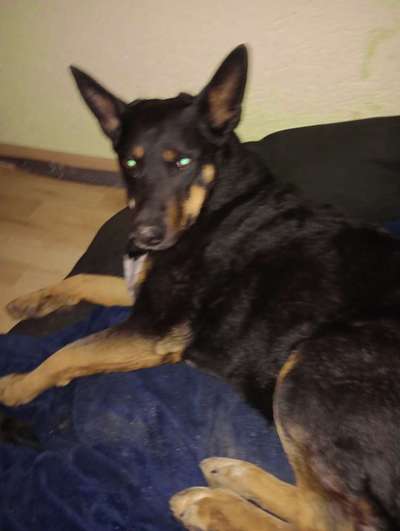 Alles rund um den Schäferhund, diskutieren erwünscht.-Beitrag-Bild