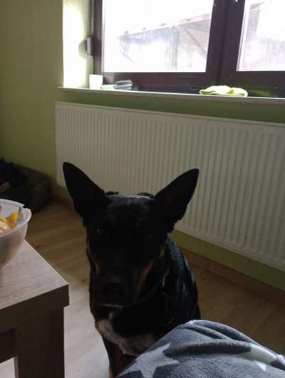 Alles rund um den Schäferhund, diskutieren erwünscht.-Beitrag-Bild