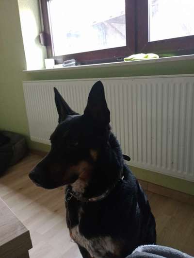 Alles rund um den Schäferhund, diskutieren erwünscht.-Beitrag-Bild