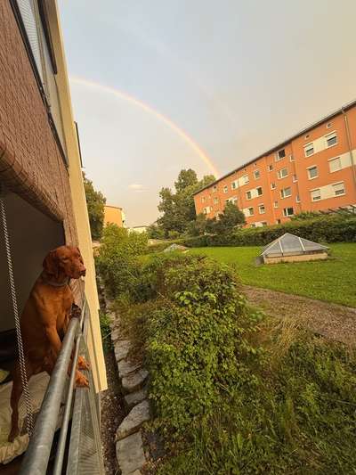 Hundetreffen-Spiel- oder Trainingstreffen-Bild