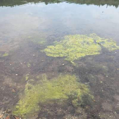 Giftköder-Verdacht auf Blaualgen-Bild