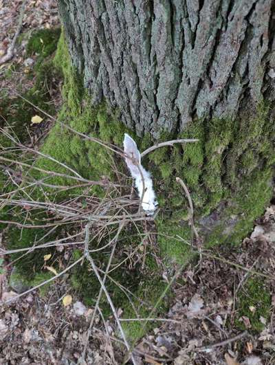 Giftköder-Hasenohren o.Ä im Wald gefunden-Bild