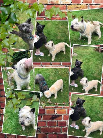 Foto's und Hundemodels-Beitrag-Bild