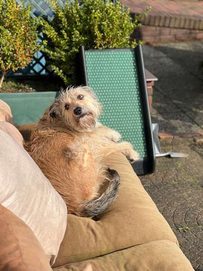 TierschutzhundeStammtisch🐕-Beitrag-Bild