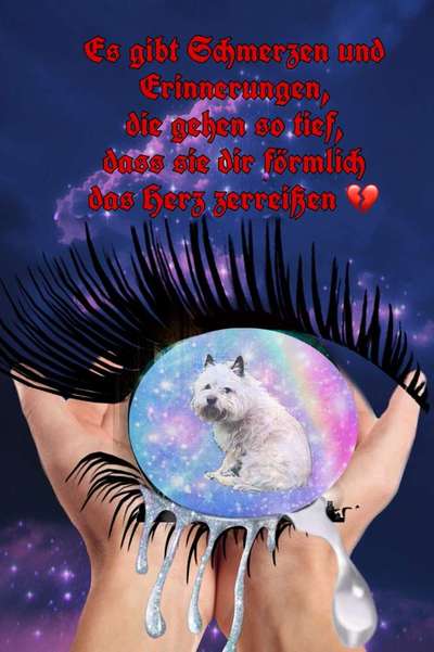 Regenbogenbrücke-Beitrag-Bild