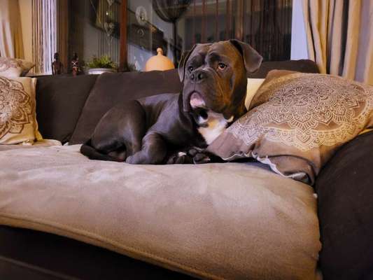 Reinrassige Hunde?-Beitrag-Bild