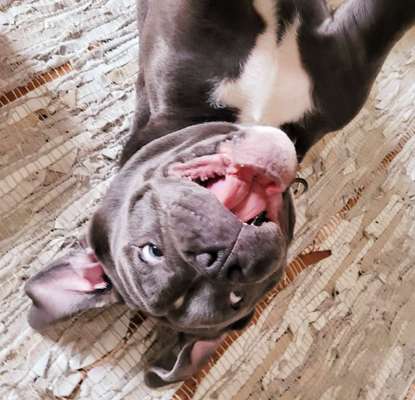 Die Dogorama-Wochen-Challenge "Die schönste Grimasse"-Beitrag-Bild