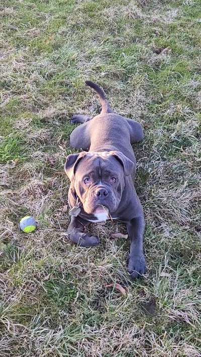 Zeigt her eure Junghunde :)-Beitrag-Bild